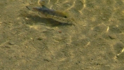 PICTURES/Salt Creek Trail & Pupfish/t_Boy & Girl Fish.JPG